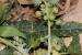 Ricinus communis---EM--- L. 