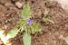 Convolvulus siculus ---EM--- L. 
