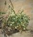 Cuscuta gennesaretana ---EM---Sroelov in Feinbr.