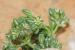 Polycarpon tetraphyllum ---EM---(L.) L.