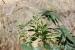 Ricinus communis---EM--- L. 