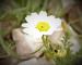 anthemis palestina ---EM---Boiss. 