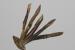 Lotus longisiliquosus ---EM---R. Roem