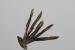 Lotus longisiliquosus ---EM---R. Roem