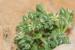 Polycarpon tetraphyllum ---EM---(L.) L.