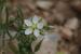 Spergula fallax ---EM---(Lowe) E.H.L.Krause