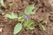 Convolvulus siculus ---EM--- L. 
