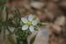 Spergula fallax ---EM---(Lowe) E.H.L.Krause