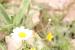 anthemis palestina ---EM---Boiss. 