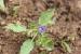 Convolvulus siculus ---EM--- L. 