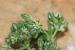 Polycarpon tetraphyllum ---EM---(L.) L.