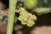 Ricinus communis---EM--- L. 