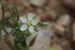 Spergula fallax ---EM---(Lowe) E.H.L.Krause