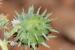 Ricinus communis---EM--- L. 