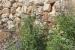 Vitex agnus-castus ---EM---L.