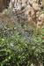 Vitex agnus-castus ---EM---L.