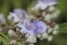 Vitex agnus-castus ---EM---L.