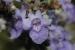 Vitex agnus-castus ---EM---L.