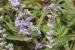 Vitex agnus-castus ---EM---L.