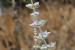 Vitex agnus-castus ---EM---L.