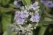 Vitex agnus-castus ---EM---L.