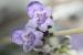 Vitex agnus-castus ---EM---L.