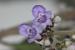 Vitex agnus-castus ---EM---L.