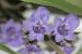 Vitex agnus-castus ---EM---L.