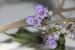 Vitex agnus-castus ---EM---L.