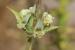 Sideritis pullulans ---EM---Vent.