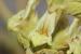 Sideritis pullulans ---EM---Vent.