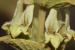 Sideritis pullulans ---EM---Vent.