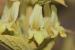 Sideritis pullulans ---EM---Vent.