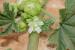 Malva neglecta ---EM---Wallr