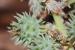 Ricinus communis---EM--- L. 
