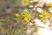 Pulicaria sicula ---EM---(L.) Moris 