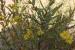 Pulicaria sicula ---EM---(L.) Moris 
