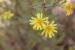 Pulicaria sicula ---EM---(L.) Moris 