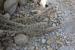 Agathophora alopecuroides  ---EM---(Delile) Fenzl ex