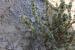 Agathophora alopecuroides  ---EM---(Delile) Fenzl ex