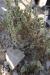 Agathophora alopecuroides  ---EM---(Delile) Fenzl ex