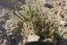Agathophora alopecuroides  ---EM---(Delile) Fenzl ex