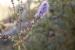 Mentha longifolia ---EM---L 