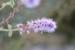 Mentha longifolia ---EM---L 