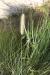 Pennisetum divisum---EM--- (J.F.Gmel.) Henrard 
