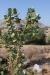 Calotropis procera ---EM---(Aiton) Aiton f