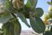 Calotropis procera ---EM---(Aiton) Aiton f