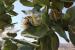 Calotropis procera ---EM---(Aiton) Aiton f