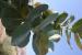 Calotropis procera ---EM---(Aiton) Aiton f