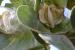Calotropis procera ---EM---(Aiton) Aiton f